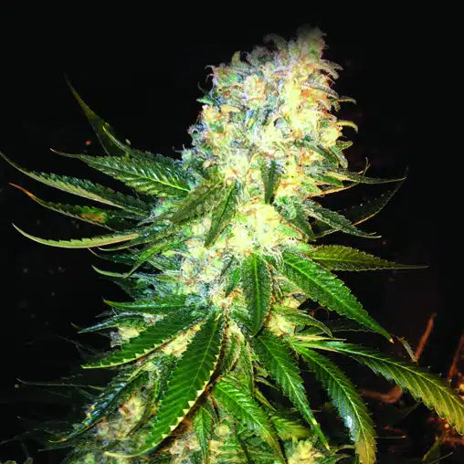 MASSKUSH Feminizadas