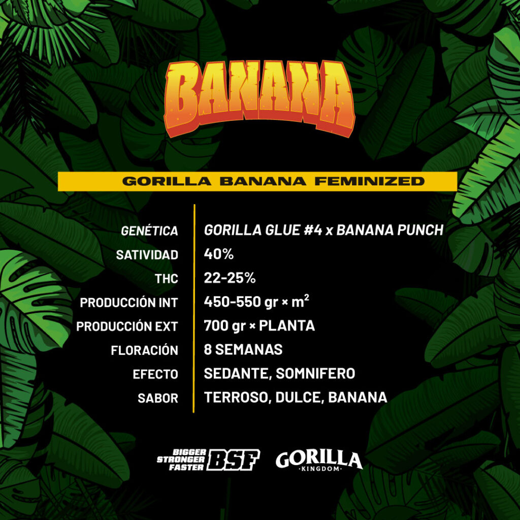 GORILLA BANANA feminizada BSF