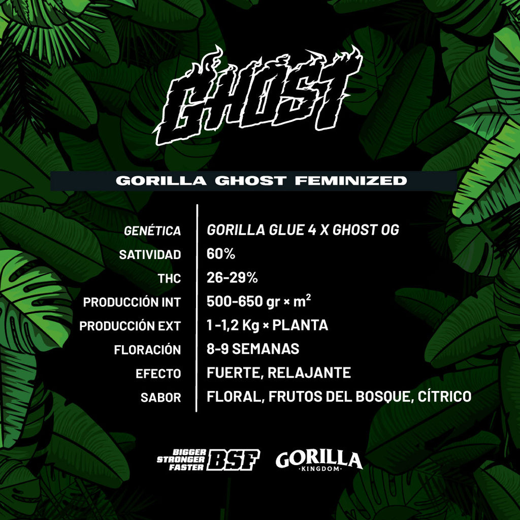 GORILLA GHOST feminizada BSF