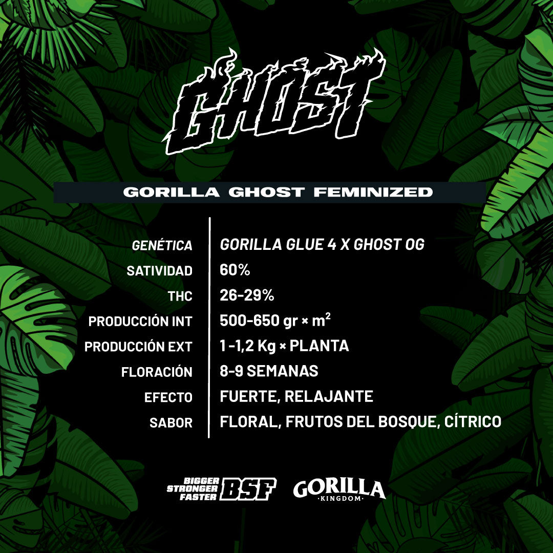 GORILLA GHOST feminizada BSF
