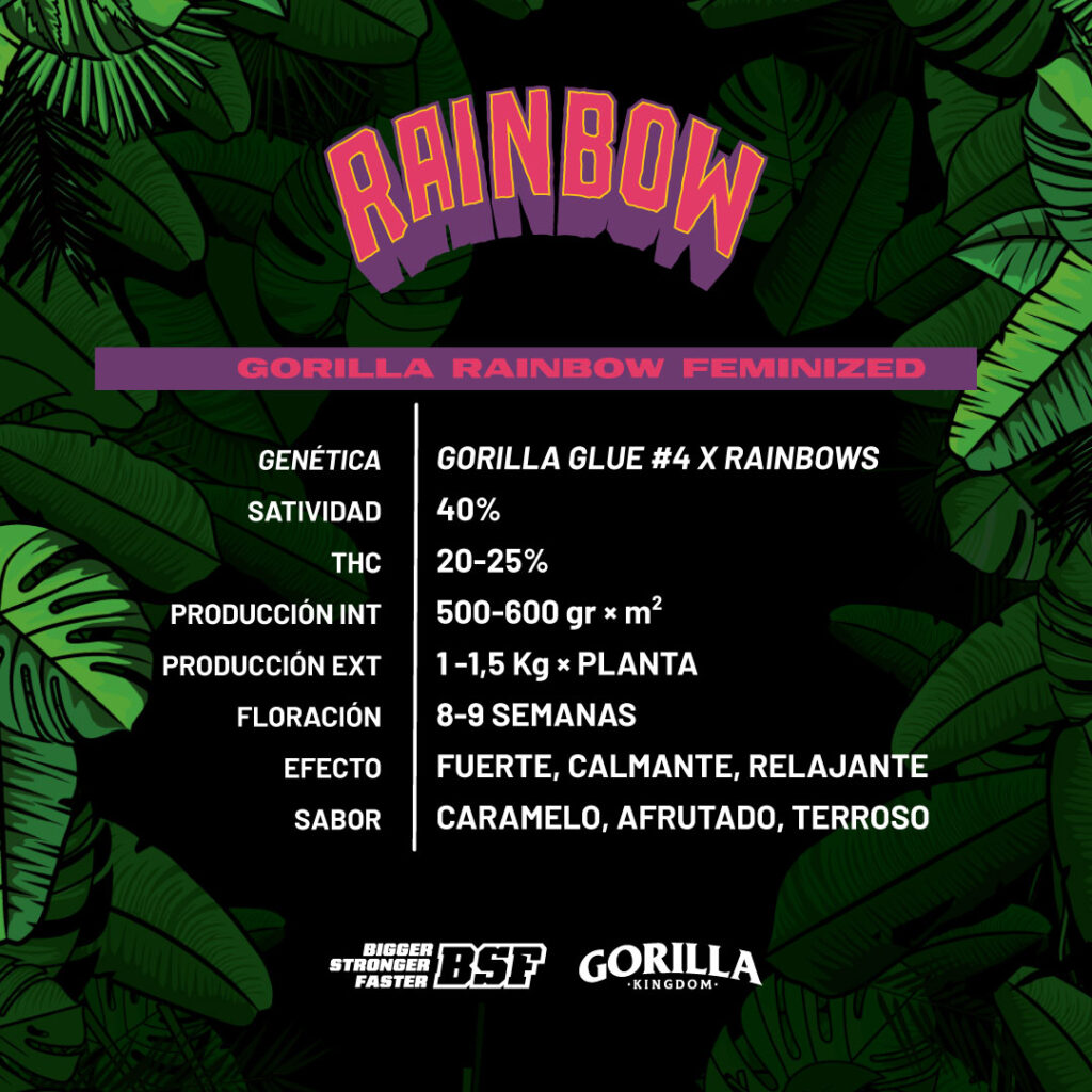 GORILLA RAINBOW feminizada BSF