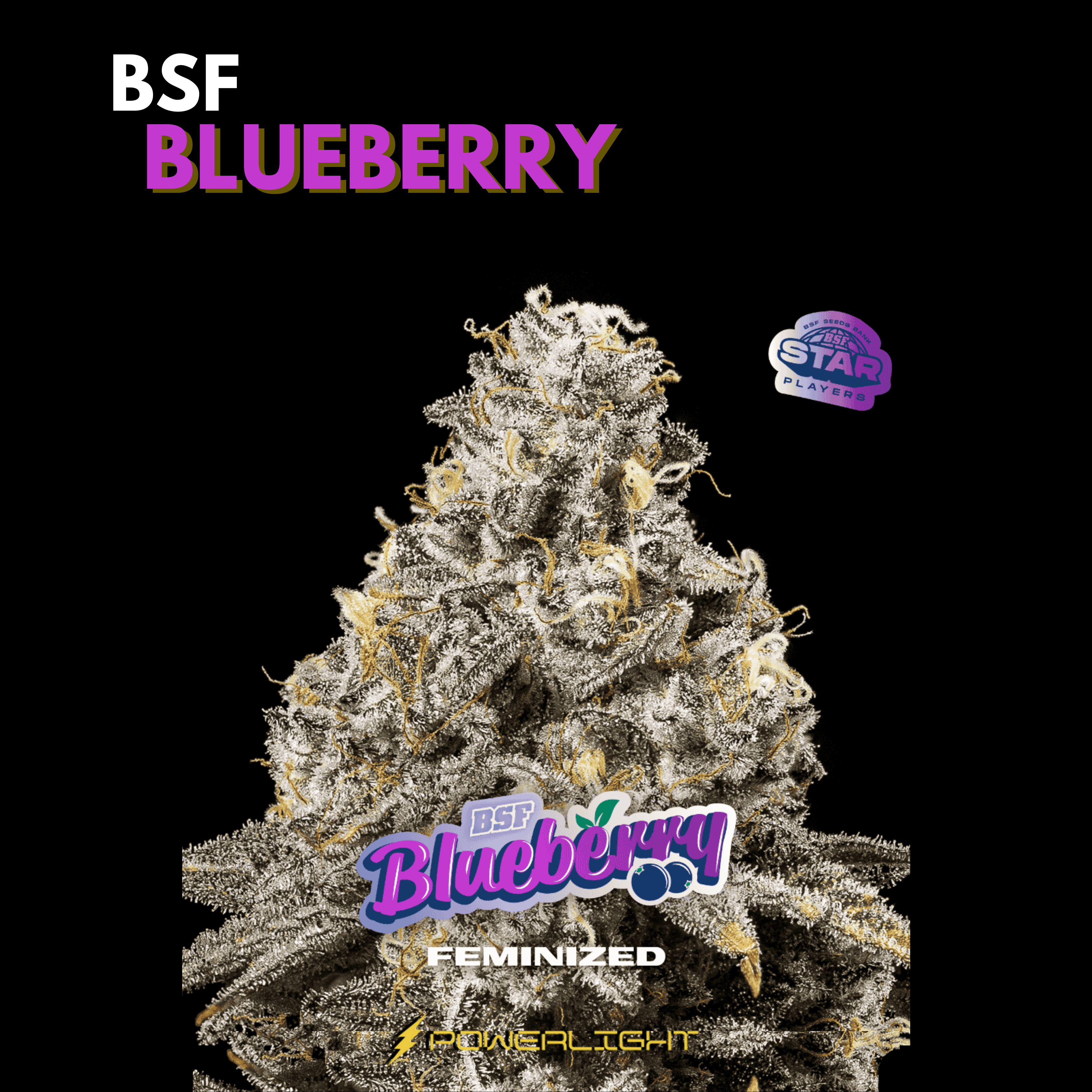 BLUEBERRY feminizada BSF