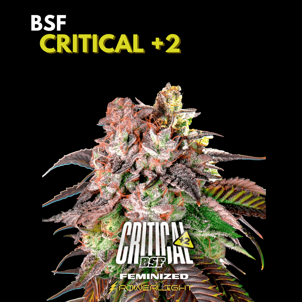 CRITICAL +2 feminizada BSF