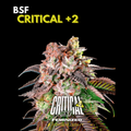 CRITICAL +2 feminizada BSF