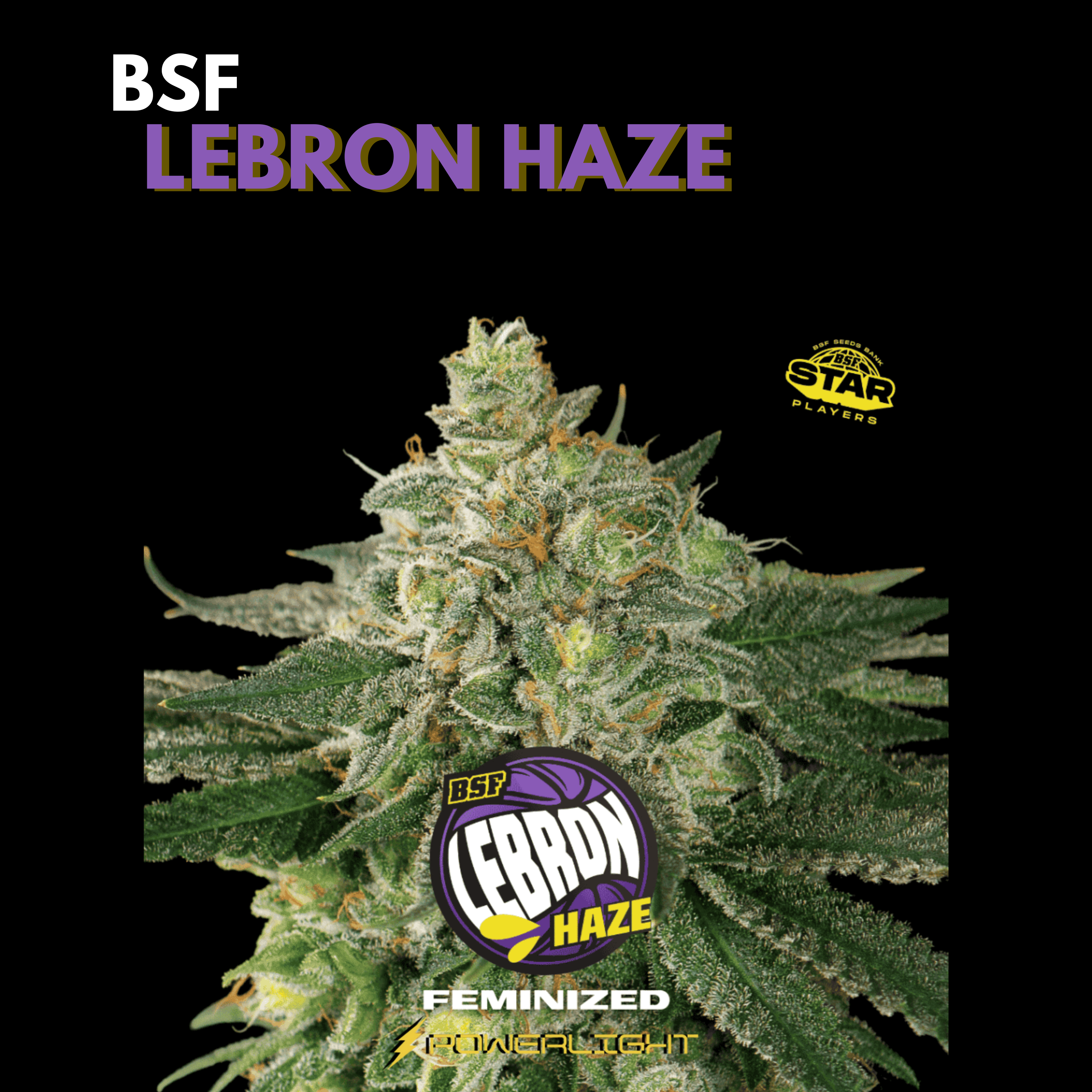 LEBRON HAZE feminizada BSF