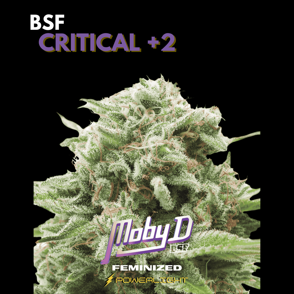 MOBY DICK feminizada BSF