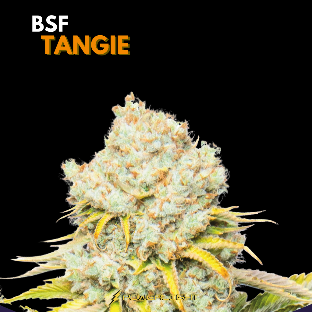 TANGIE feminizada BSF