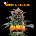 GORILLA BANANA feminizada BSF