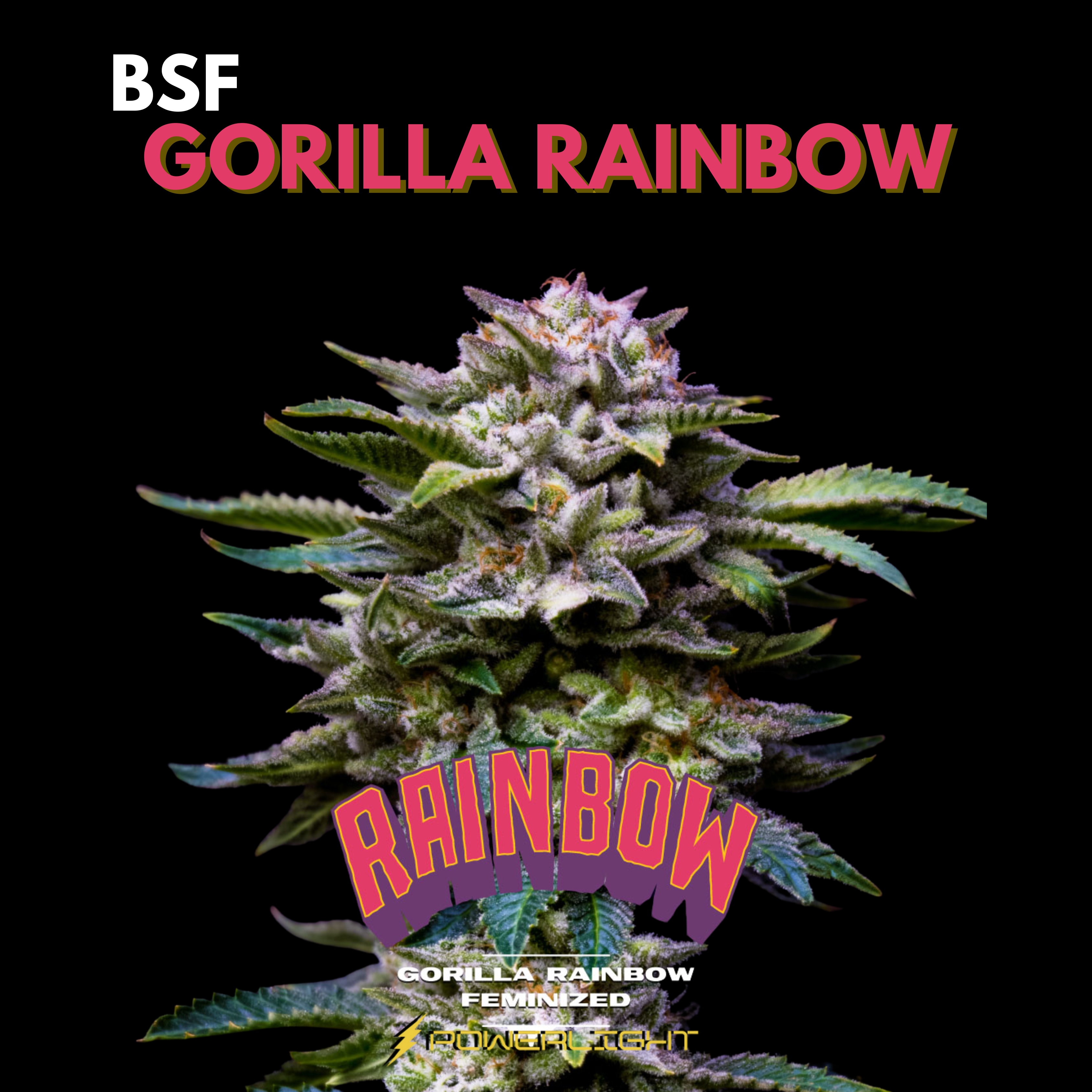 GORILLA RAINBOW feminizada BSF
