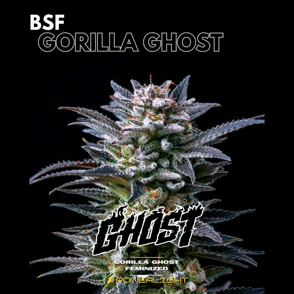 GORILLA GHOST feminizada BSF