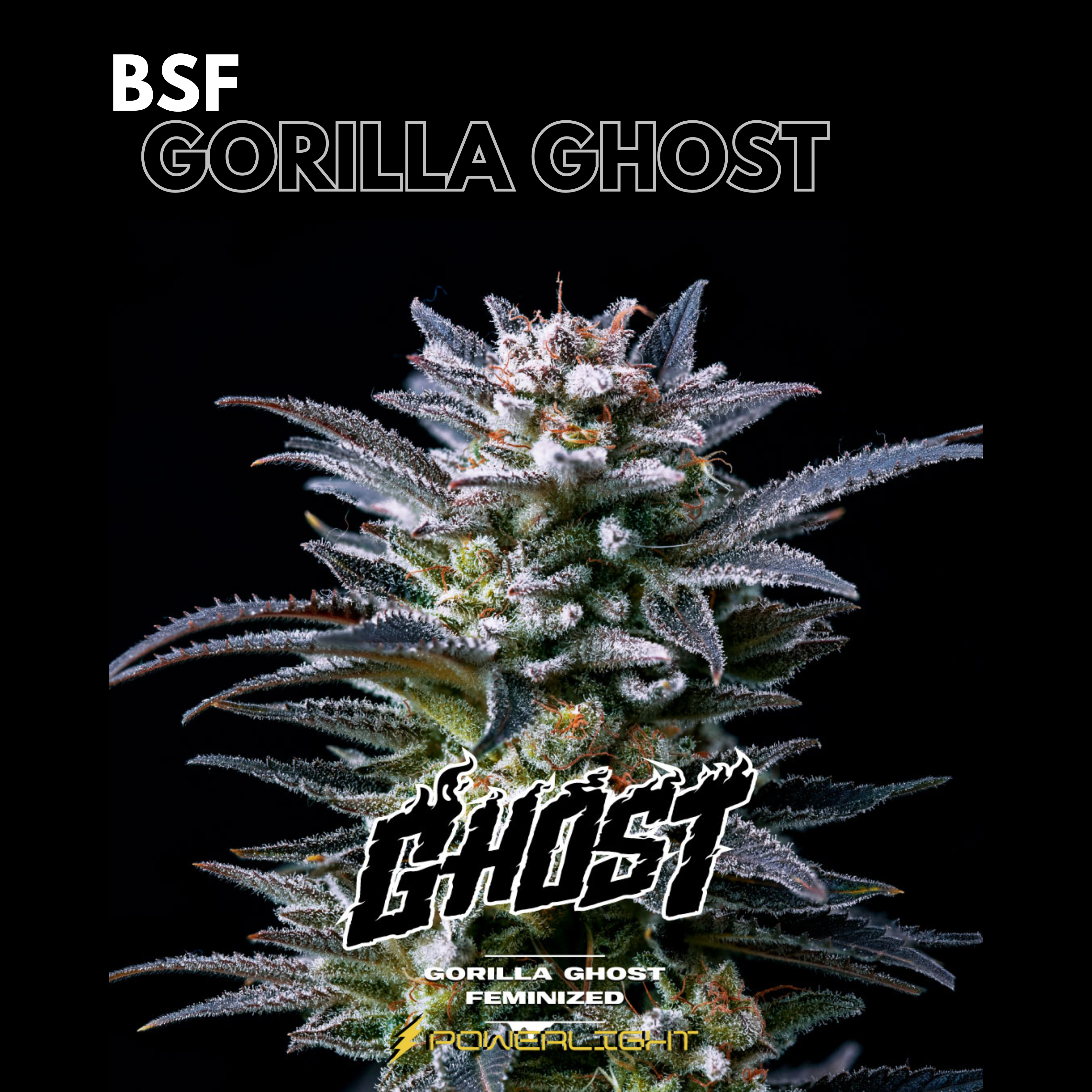 GORILLA GHOST feminizada BSF