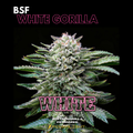 WHITE GORILLA feminizada BSF