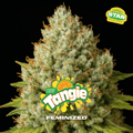 TANGIE Feminizadas
