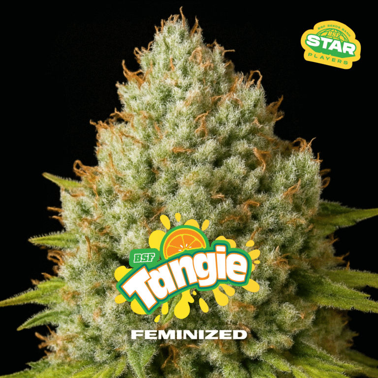 TANGIE Feminizadas