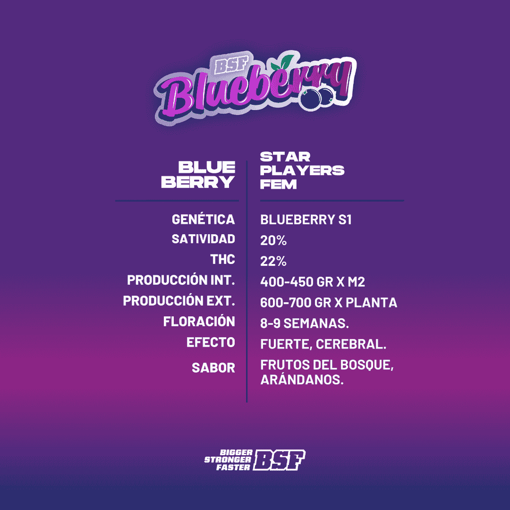 BLUEBERRY feminizada BSF