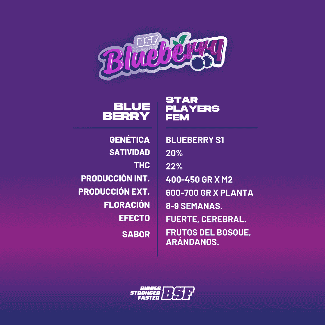 BLUEBERRY feminizada BSF