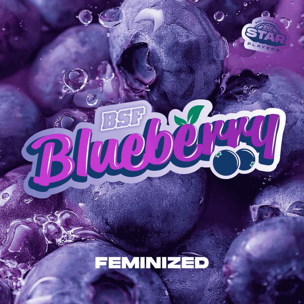 BLUEBERRY feminizada BSF