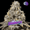 BLUEBERRY Feminizadas