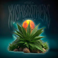 EXOTIC KUSH Feminizadas