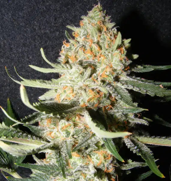 EXOTIC KUSH Feminizadas