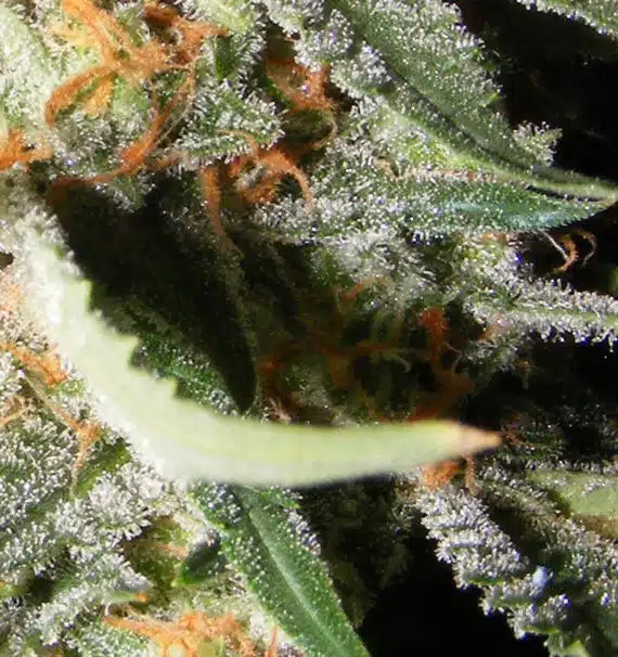 EXOTIC KUSH Feminizadas