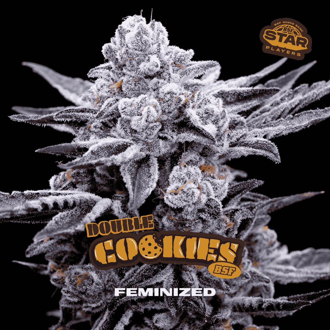 DOUBLE COOKIES Feminizadas