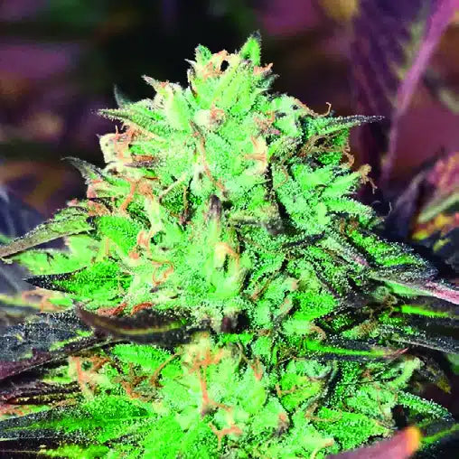 GELATO ROYAL Feminizadas