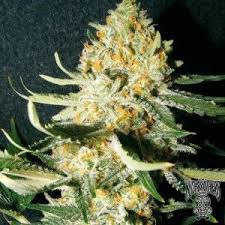 LANGUI KUSH Feminizadaas