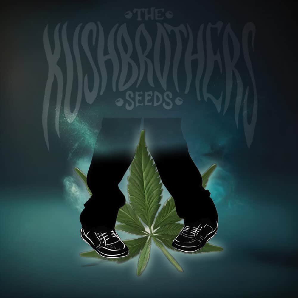LANGUI KUSH Feminizadaas