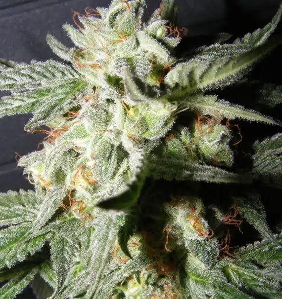 CONFIENCIAL MEDICINE Feminizadas