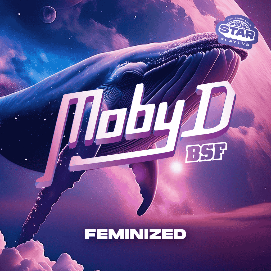 MOBY DICK feminizada BSF