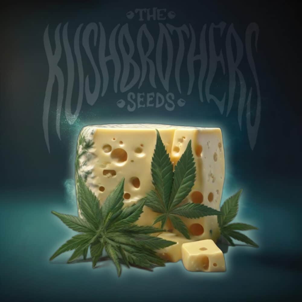 OG CHEESE Feminizadas